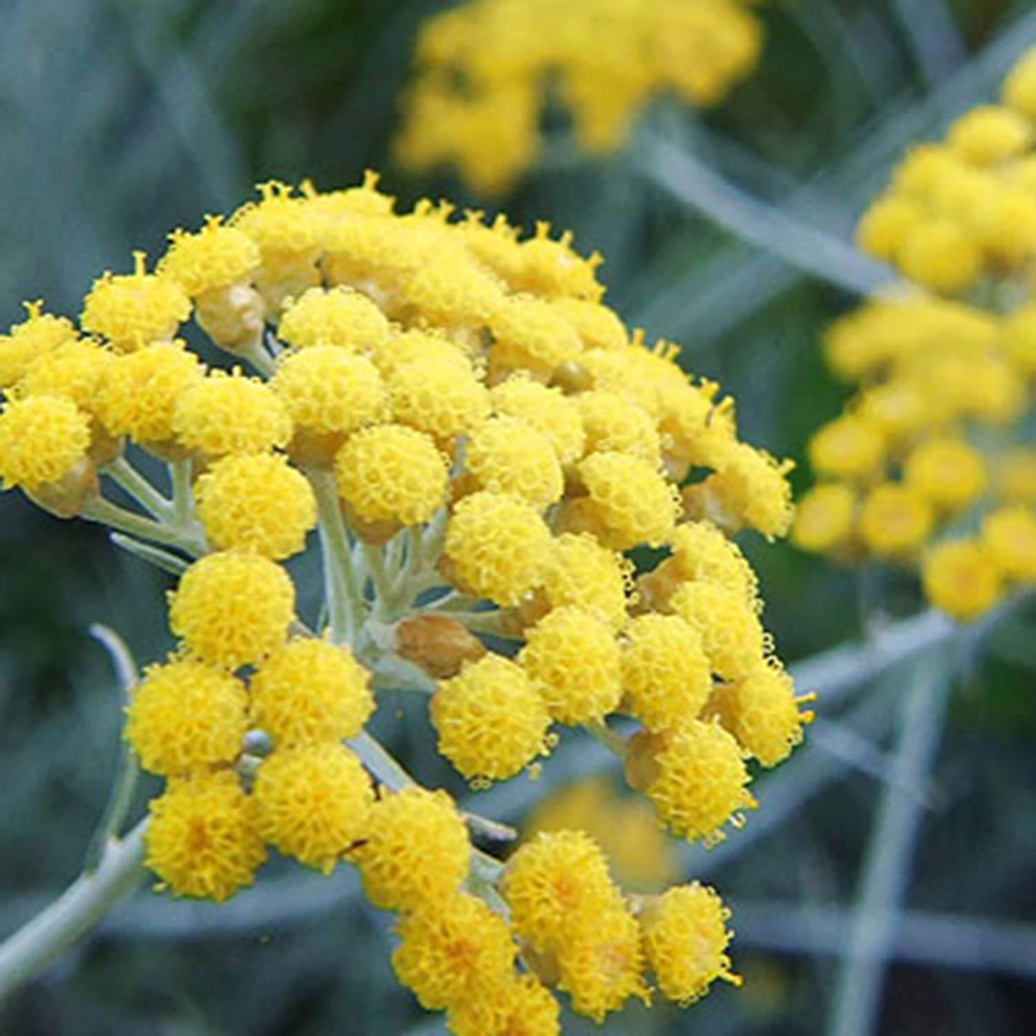 Corsican immortelle flower handle knife