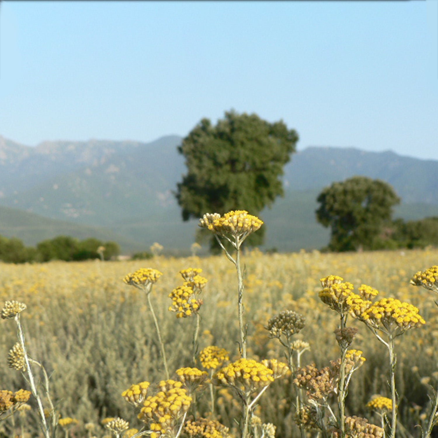 Corsican immortelle flower handle knife