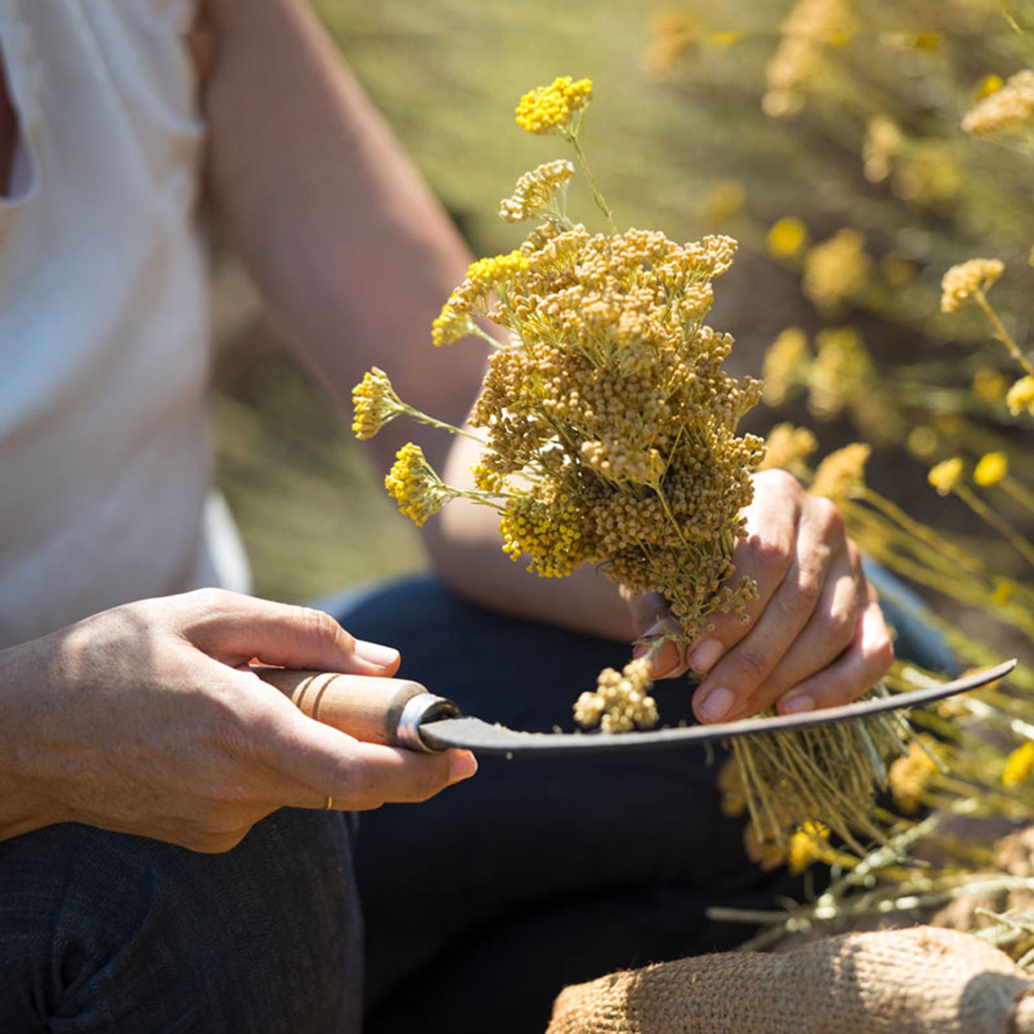 Corsican immortelle flower handle knife